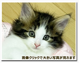 ノルウェージャンフォレストキャット