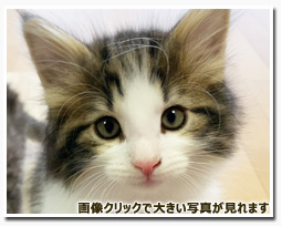 ノルウェージャンフォレストキャット