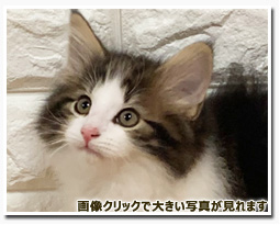 ノルウェージャンフォレストキャット