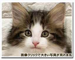 ノルウェージャンフォレストキャット