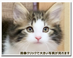 ノルウェージャンフォレストキャット