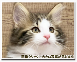 ノルウェージャンフォレストキャット