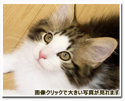 ノルウェージャンフォレストキャット