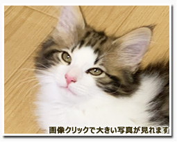 ノルウェージャンフォレストキャット