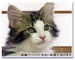 ノルウェージャンフォレストキャット