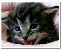 ノルウェージャンフォレストキャット