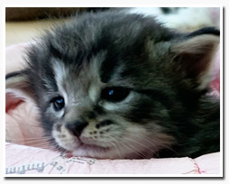 ノルウェージャンフォレストキャット