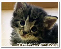 ノルウェージャンフォレストキャット