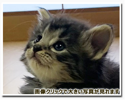 ノルウェージャンフォレストキャット