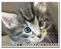 ノルウェージャンフォレストキャット