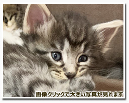 ノルウェージャンフォレストキャット