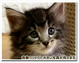 ノルウェージャンフォレストキャット