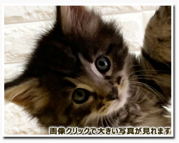 ノルウェージャンフォレストキャット