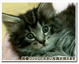 ノルウェージャンフォレストキャット