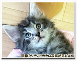 ノルウェージャンフォレストキャット