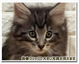 ノルウェージャンフォレストキャット