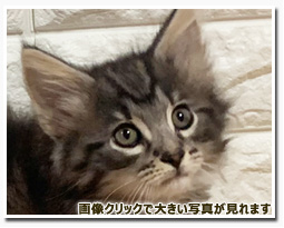 ノルウェージャンフォレストキャット