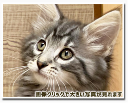 ノルウェージャンフォレストキャット