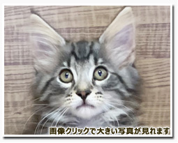 ノルウェージャンフォレストキャット