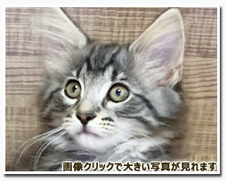 ノルウェージャンフォレストキャット