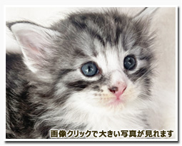 ノルウェージャンフォレストキャット