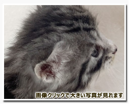 ノルウェージャンフォレストキャット