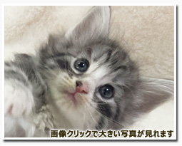 ノルウェージャンフォレストキャット