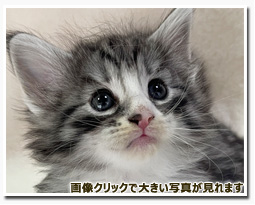 ノルウェージャンフォレストキャット