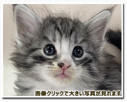 ノルウェージャンフォレストキャット