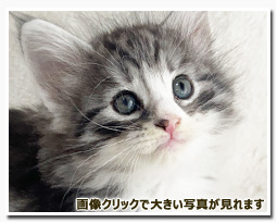 ノルウェージャンフォレストキャット