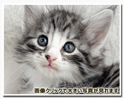 ノルウェージャンフォレストキャット