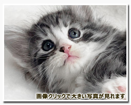 ノルウェージャンフォレストキャット