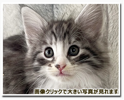 ノルウェージャンフォレストキャット