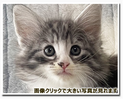 ノルウェージャンフォレストキャット