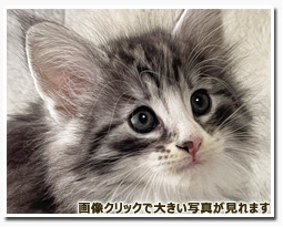 ノルウェージャンフォレストキャット