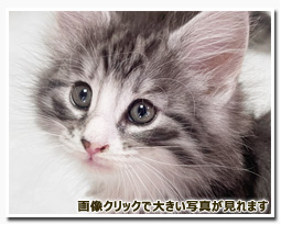 ノルウェージャンフォレストキャット