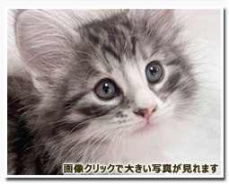 ノルウェージャンフォレストキャット