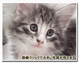 ノルウェージャンフォレストキャット