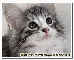 ノルウェージャンフォレストキャット