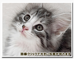 ノルウェージャンフォレストキャット