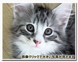 ノルウェージャンフォレストキャット