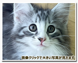 ノルウェージャンフォレストキャット