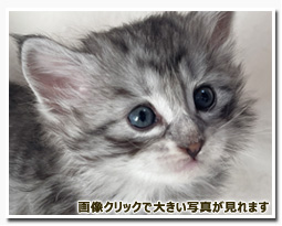 ノルウェージャンフォレストキャット