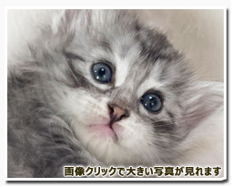 ノルウェージャンフォレストキャット