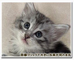 ノルウェージャンフォレストキャット