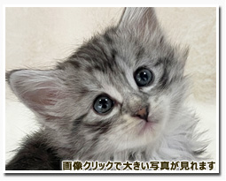 ノルウェージャンフォレストキャット