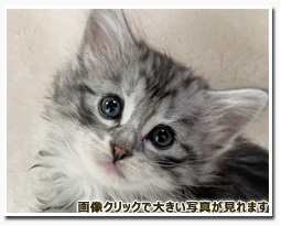 ノルウェージャンフォレストキャット