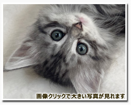 ノルウェージャンフォレストキャット