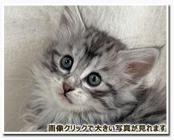 ノルウェージャンフォレストキャット