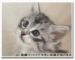 ノルウェージャンフォレストキャット